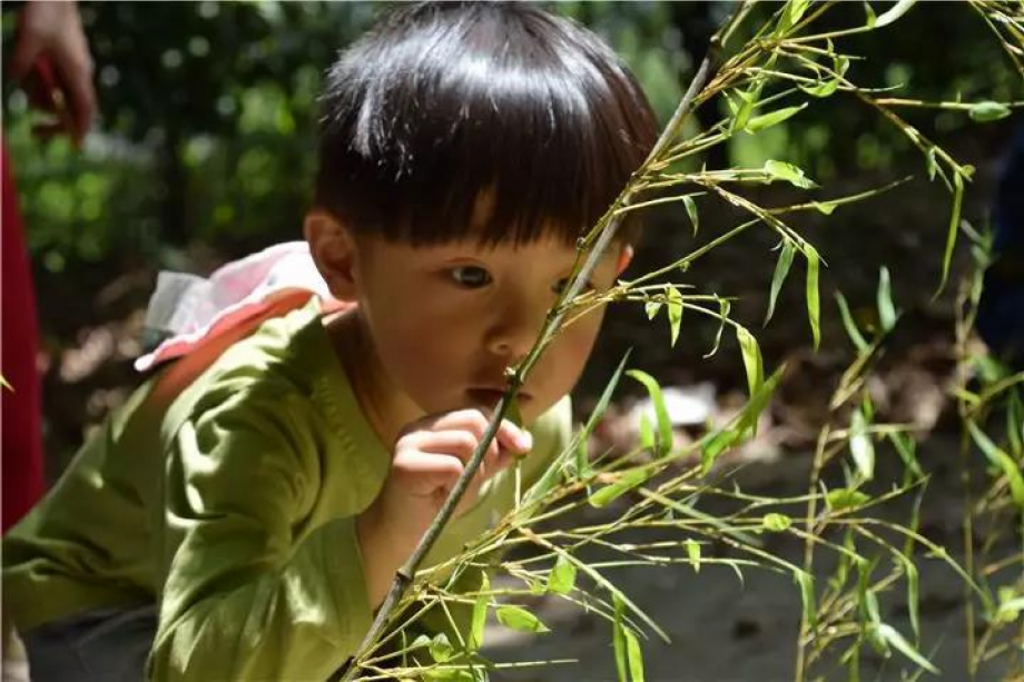 DAE Kindergarten image