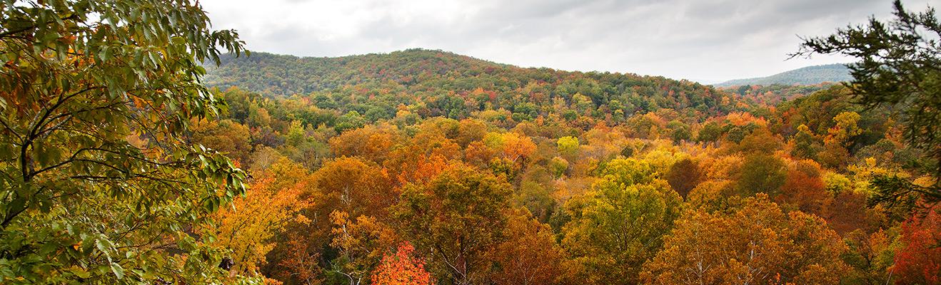 Arkansas Thumbnail