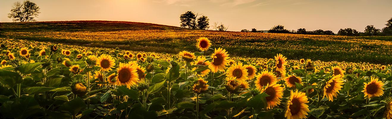 Kansas Thumbnail