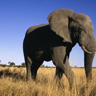 Teach in Botswana