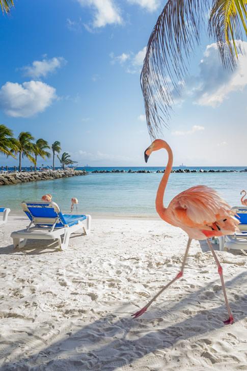 Teaching in Aruba