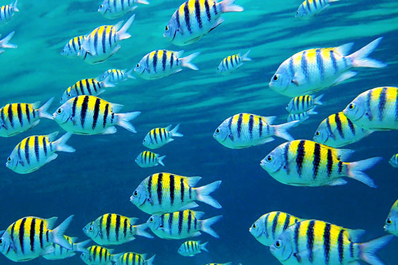 cayman fish