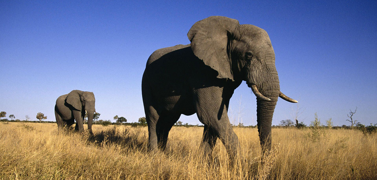 Teach in Botswana