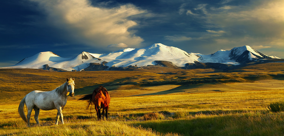 Teach in Mongolia
