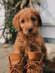 teaching in Korea with pets