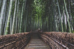 teaching requirements japan