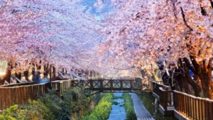 cherry blossoms in busan south korea
