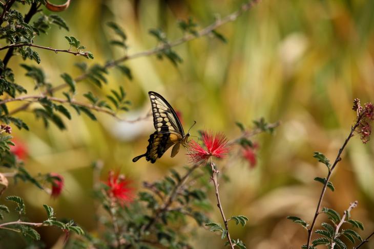 butterfly on flower - teaching in Tucson az