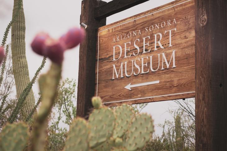 sonora desert museum - teaching in Tucson az