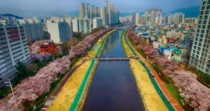 cherry blossoms in busan south korea